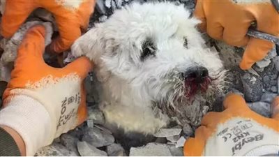 إنقاذ كلبة من تحت الأنقاض بعد شهر من زلزال تركيا