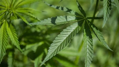 دولة عربية تبرم عقد أول مصنع لإنتاج المواد الطبية من القنب الهندي‬