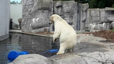 صعقة كهربائية تنهي حياة دبة قطبية في حديقة كوبنهاجن 