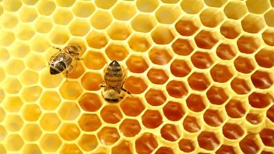  خريطة طبيعية تساعد النحل على العودة للخلية 