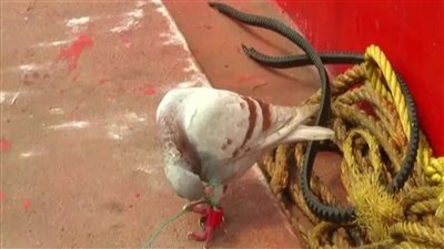 القبض على حمامة متهمة بالتجسس في الهند