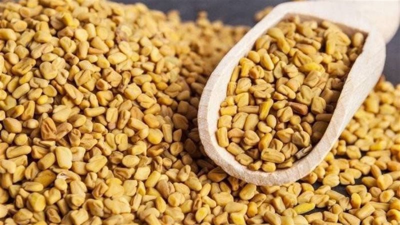تفسير حلم الحلبة