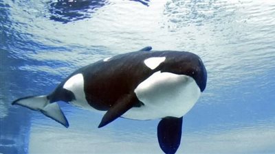 حوت يفترس سمكة قرش وينتزع أحشائه (فيديو)