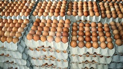 منتجي الدواجن للحكومة: أنقذونا أسعار كرتونة البيض قفزت بجنون ومتوقع وصولها إلى 200 جنيه