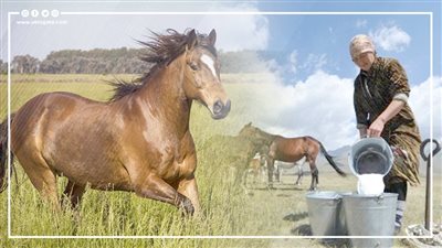 لحوم الخيل.. أحلها الأزهر وألبانها أساسية على موائد شعوب وسط آسيا (فيديوجراف)