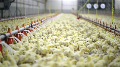 سر الارتفاع الجنوني في أسعار الأعلاف.. توقف الإفراجات الجمركية يشل السوق.. والذرة المحلي يدخل ماراثون الغلاء (فيديو)