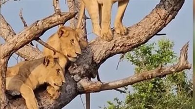 أسد فوق الشجرة، الفيضانات تدفع ملك الغابة للهرب بممارسة مهام القرود (فيديو)