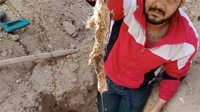 رئيس مياه القناة: استخراج جذور الأشجار من مواسير مدينة التوفيق وتطهير الشبكات