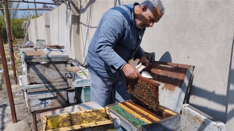  عملية تغذية النحل