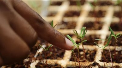 باحثون يعلنون اكتشاف إنزيم داخل التربة يحول الهواء إلى طاقة