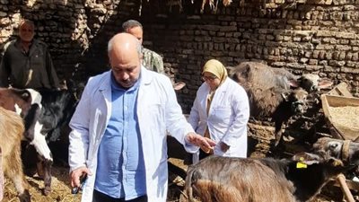 تحصين 116 ألف رأس ماشية ضد الحمى القلاعية وحمى الوادي المتصدع بالغربية