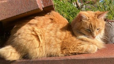 بعد البالونات، القطط تدخل عالم التجسس لدى الاستخبارات الأمريكية 