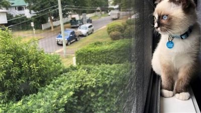 انقراض ثلثي الثدييات، القطط المتوحشة بأستراليا تهدد الحياة البرية