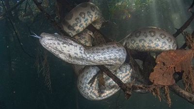 ماذا فعل أخطر ثعبان في العالم بمصور جريء؟ 