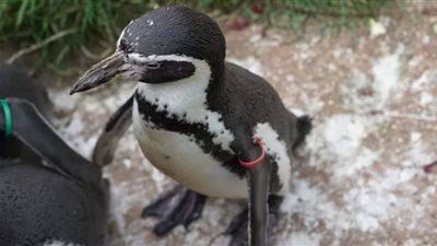 وفاة أكبر بطريق همبولت عن عمر ناهز الـ32 عاما