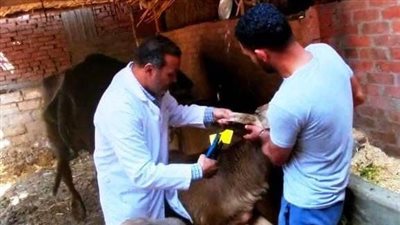 بيطري الشرقية: تحصين 127 ألف رأس ماشية ضد الحمى القلاعية والوادي المتصدع 
