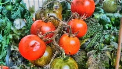 فوائد الطماطم، الوقاية من السرطان وعلاج الالتهابات وآلام المفاصل