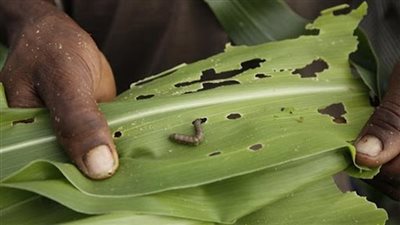 الزراعة: وصول دودة الحشد الخريفية خلال أيام وتأكل كل ما هو أخضر (فيديو)