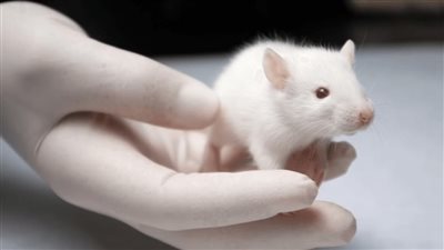 كل شيء وارد في الصين، فئران بقرون الغزلان، وأمل في إصلاح عظام البشر 