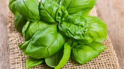 فوائد الريحان، يعالج السعال ويذيب البلغم ويحمي من حصوات الكلى