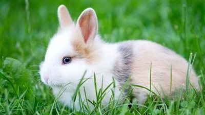 تفسير رؤية الأرنب في المنام وعلاقتها بالوفرة في الربح والتوسع في المشاريع