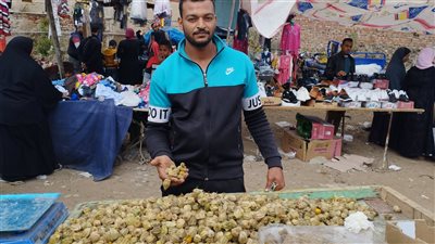 محصول الحرنكش يغزو أسواق البحيرة (صور)