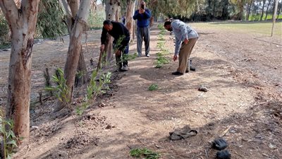 بدء فعاليات مشروع مبادرة 100 مليون شجرة بمركز دسوق بكفر الشيخ (صور)
