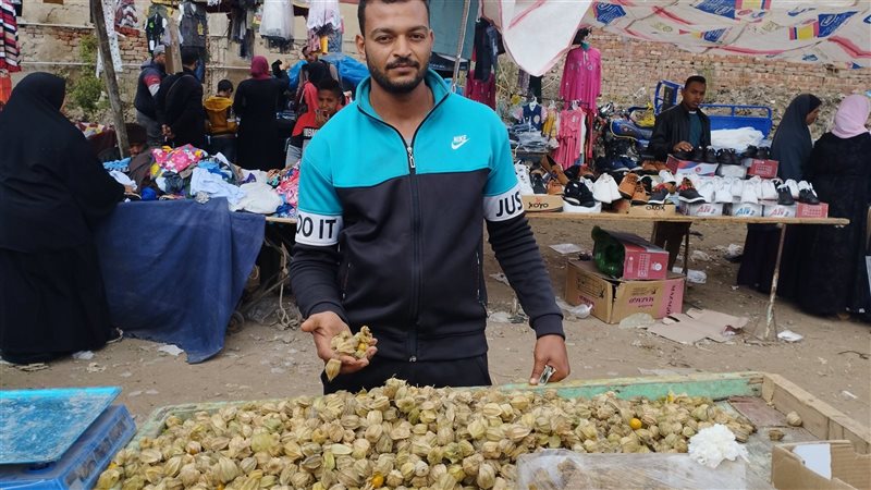 محصول الحرنكش بمحافظة