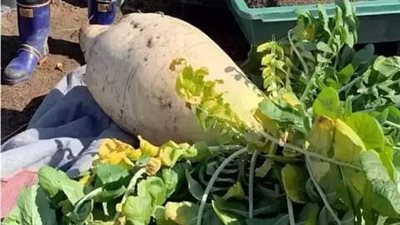 اليابان تدخل جينيس بسبب زراعة أضخم ثمرة فجل في العالم