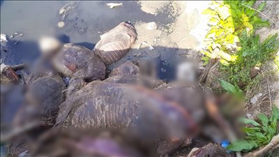 العثور على حمير مذبوحة ومنزوعة الكبد في الغربية