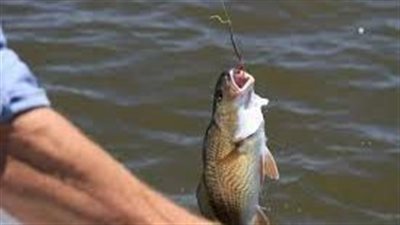 تفسير حلم صيد السمك في المنام وعلاقته بالرزق الكثير والحظ السعيد 