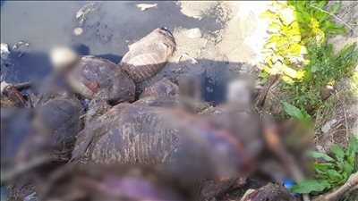 بعد العثور على حمير منزوعة الكبد، إزاي تفرق بين كبدة الحمير والبقري (فيديو)