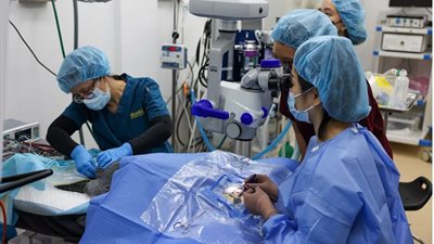 زرع عدسات لعيون 6 بطاريق في سنغافورة