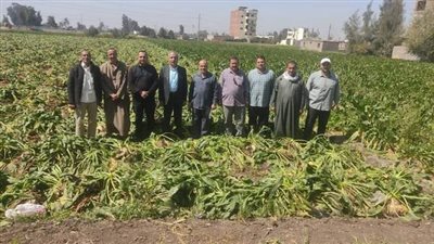 زراعة الشرقية: يوم حقلي عن حصاد محصول البنجر بكفر صقر 