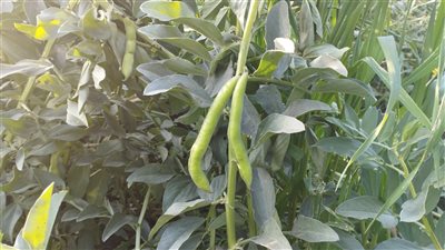 سر إقبال مواطني البحيرة على الفول الأخضر (فيديو وصور)