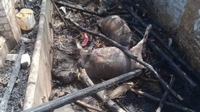 نفوق 6 رؤوس ماشية بسبب حريق بالمنوفية