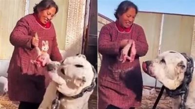 أضخم كلب في العالم يثير الفزع، والنشطاء: يمكنه التغلب على الأسود (فيديو)