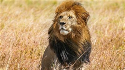 حديقة حيوان تطلق نداء إغاثة في السودان لإنقاذ أسود جائعة