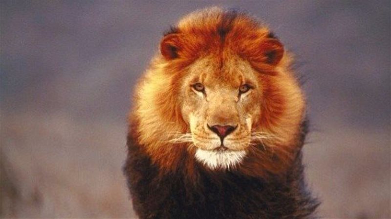 حيوان مفترس يثير