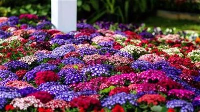 مالا تعرفه عن الربيع.. يتساوى عدد ساعات الليل والنهار.. ويشهد منخفضات الخماسيني