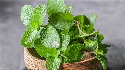 فوائد النعناع، مهم لعلاج البرد والسعال ويعزز صحة القلب والمعدة 