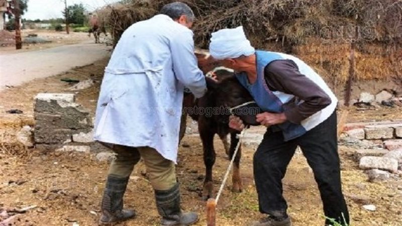 بيطرى الشرقية 