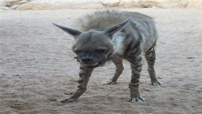 حقيقة ظهور سلعوة في شوارع المنوفية 