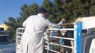 الطب البيطري: 26550 إجمالي أعداد الحيوانات المُحصنة في الحملة القومية الأولى بالأقصر 