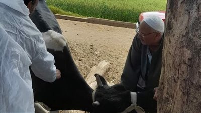 تحصين 204 آلاف رأس ماشية ضد الحمى القلاعية والوادي المتصدع بالغربية