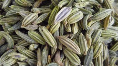 فوائد الشمر، يقوى المناعة ويعزز صحة القلب وينقص الوزن 