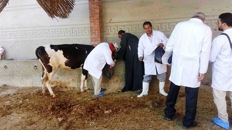 تحصين الماشية بالبحيرة،