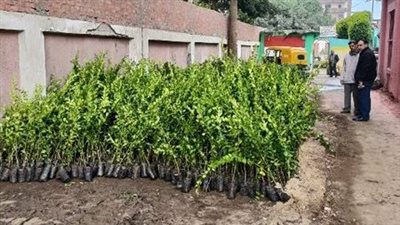 الأجهزة التنفيذية تواصل أعمال زراعة الأشجار المثمرة في الشرقية 