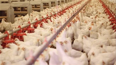 أسعار الدواجن اليوم في مصر، الفراخ تتراجع بالأسواق 