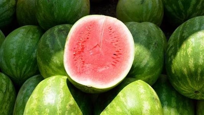 بطيخ الشتاء يجتاح